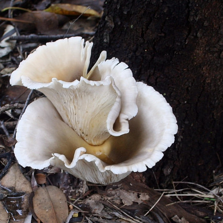 Близнюки - примарний гриб