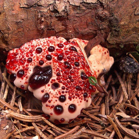 Рак - гриб "зуб диявола"