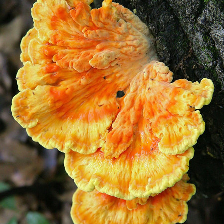 Діва - трутовик сірчано-жовтий ("лісова курка")