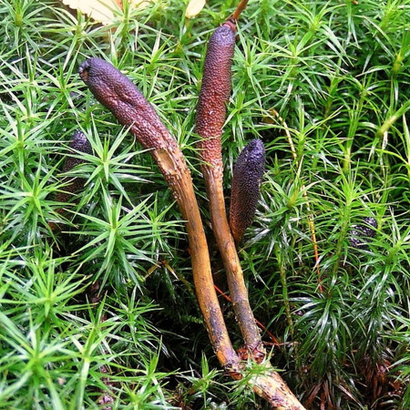 Скорпіон - кордицепс