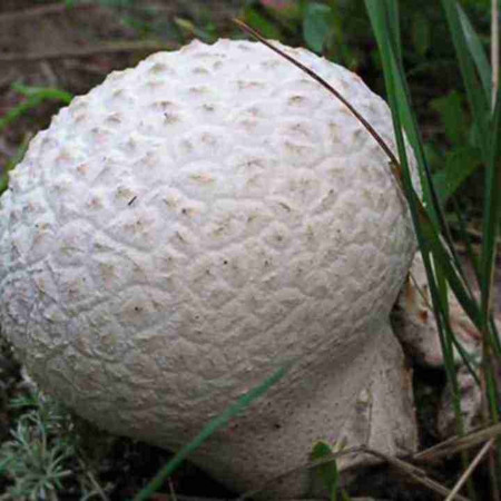 Стрілець - головач гігантський (гігантський дощовик)