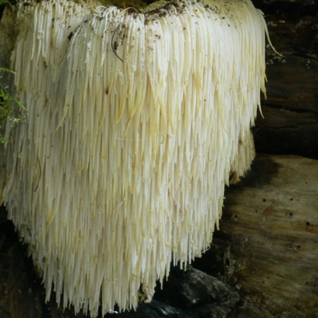 Козеріг - їжовик гребінчастий ("грива лева")