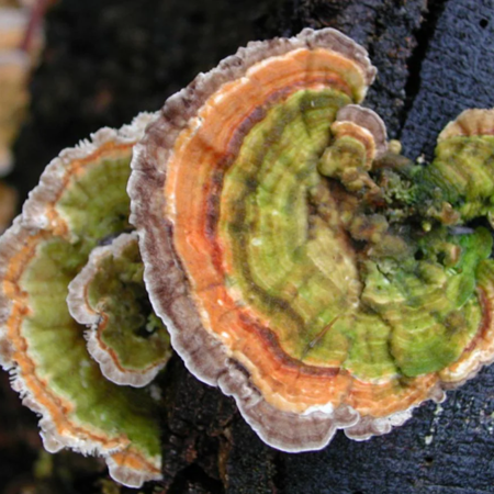 Водолій - траметес різнокольоровий ("індичий хвіст")
