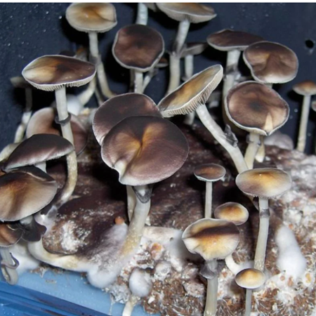 Риби - псилоцибіновий гриб