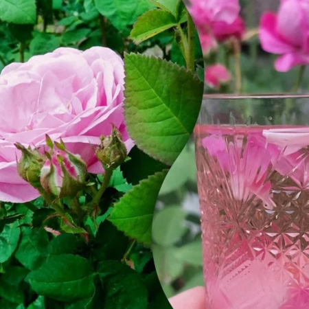 Трояндова вода (гідролат)