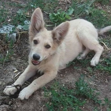 Семимісячна дівчинка