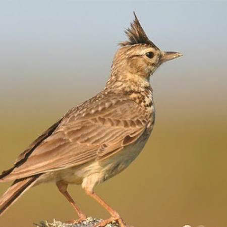 Жайворонок польовий