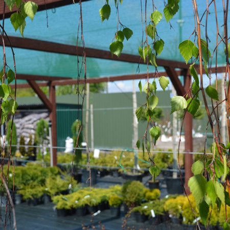 Листяні дерева