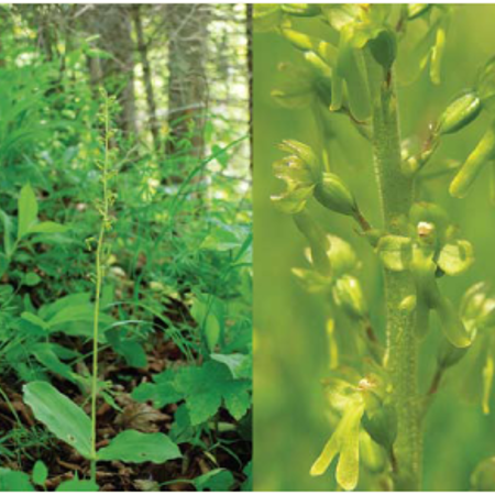 Зозулині сльози яйцеподібні Listera ovata (L.)