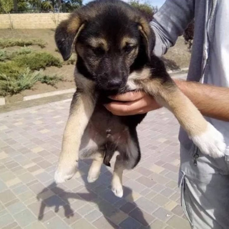 Цуценя хлопчик