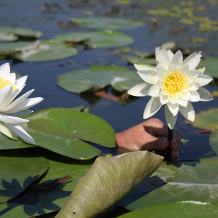 Поплавати в Білому озері з лілеями 