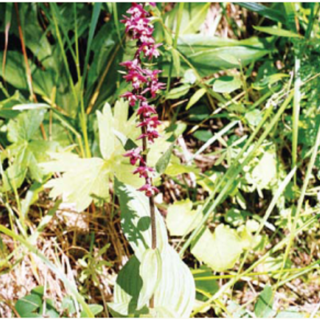 Коручка темно-червона Epipactis atrorubens (Hoffm. ex Bernh.) 