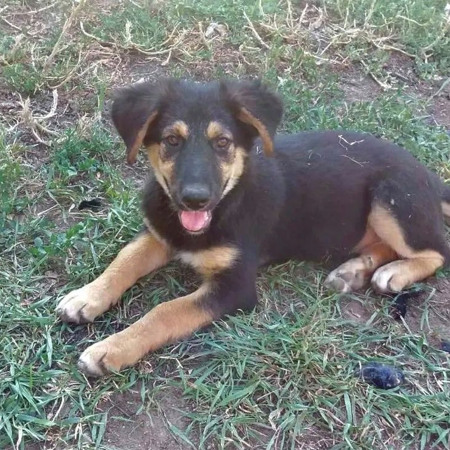 Семимісячна дівчинка