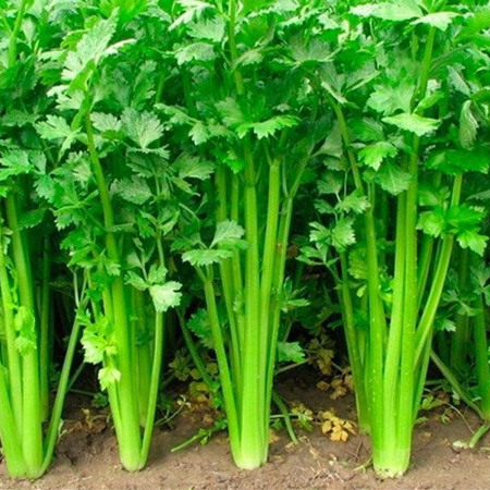 Черешкова і коренева селера