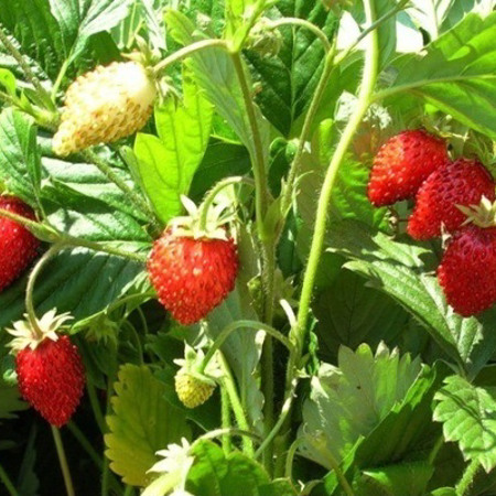 Полуниця і суниця