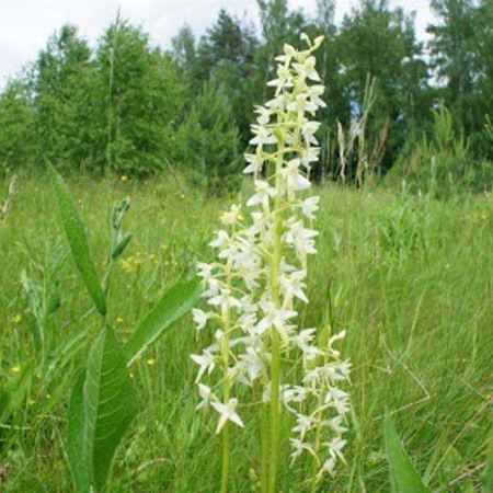 Любка дволиста Platanthera bifolia (L.) Rich.