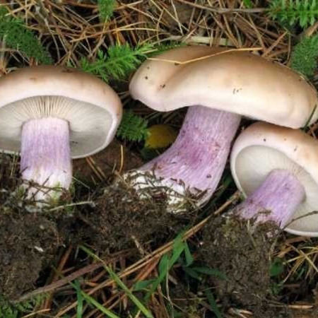 Гриб лепіста ліловонога, по-народному –  синьоножка