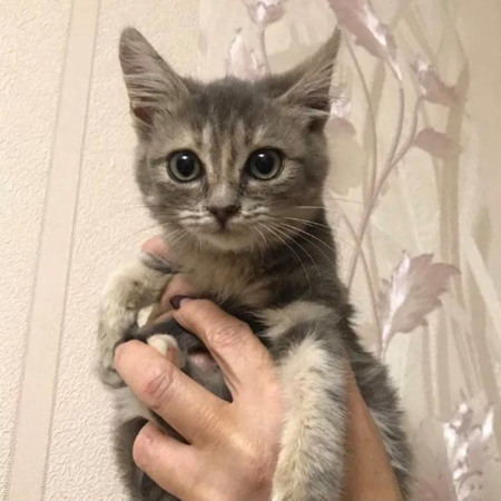 Трьохмісячна дівчинка Віскас