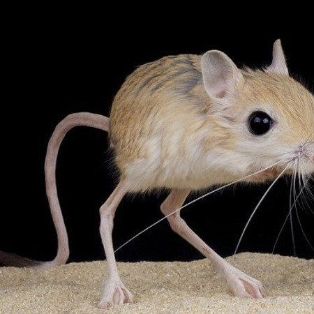 Кандибка пустельний 