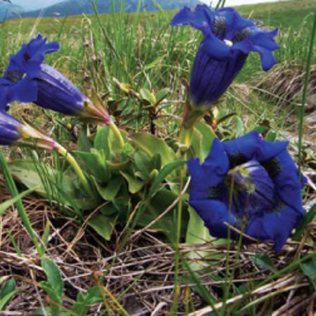 Тирлич хрещатий (Gentiana cruciana)