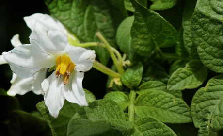 Сади над Бугом: все про садівництво, городництво, виноградарство та квітникарство