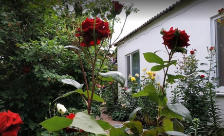 Частное домовладение "Троянда"