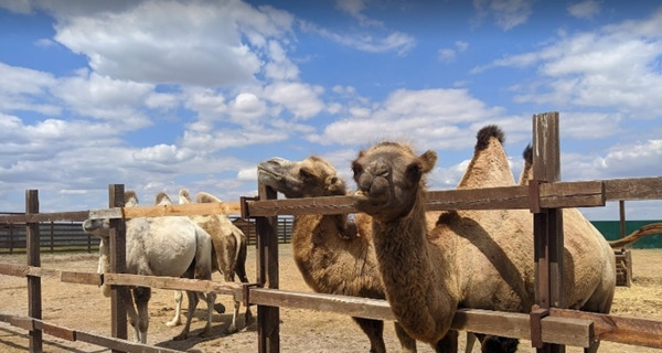 Зоопарк "Сафари-парк"