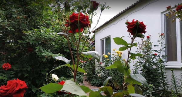 Частное домовладение "Троянда"