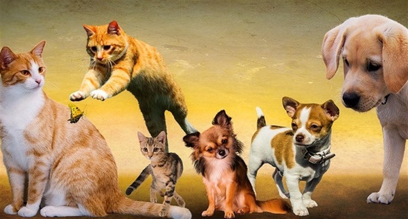 Фотоконкурс «Мій пухнастий улюбленець»: переможці отримають призи від спонсорів