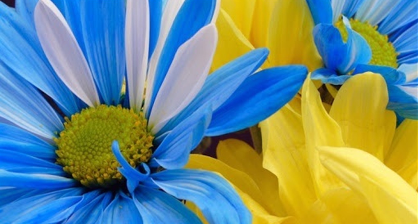 Фотоконкурс «Мої квіти – ювілею України!»