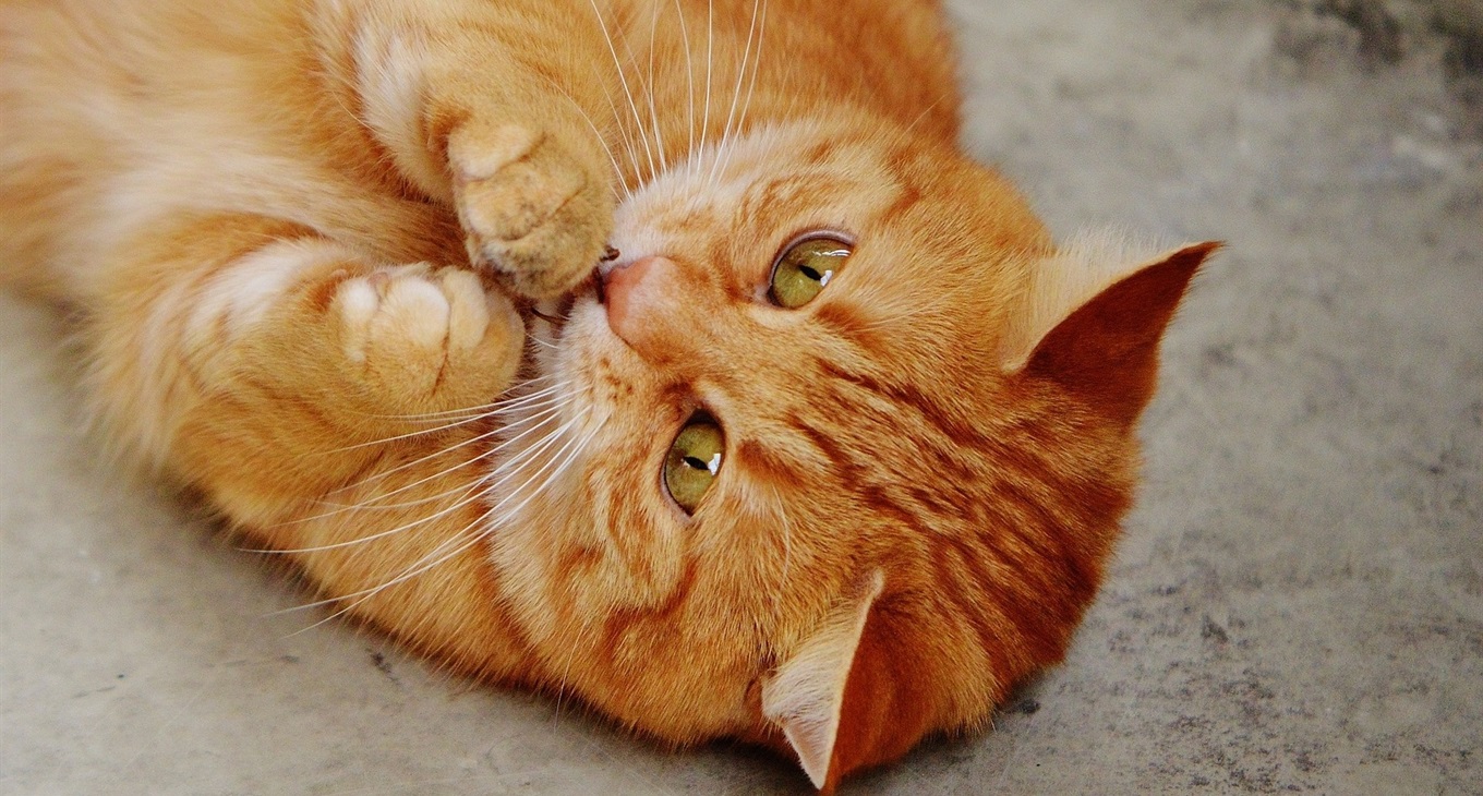 «Улюблена мордочка»: фотоконкурс на найкращих котиків Сватівщини