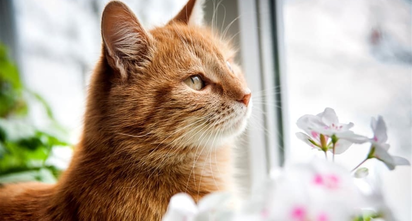 "Котоконкурс": самый мурняшный кот Торецка