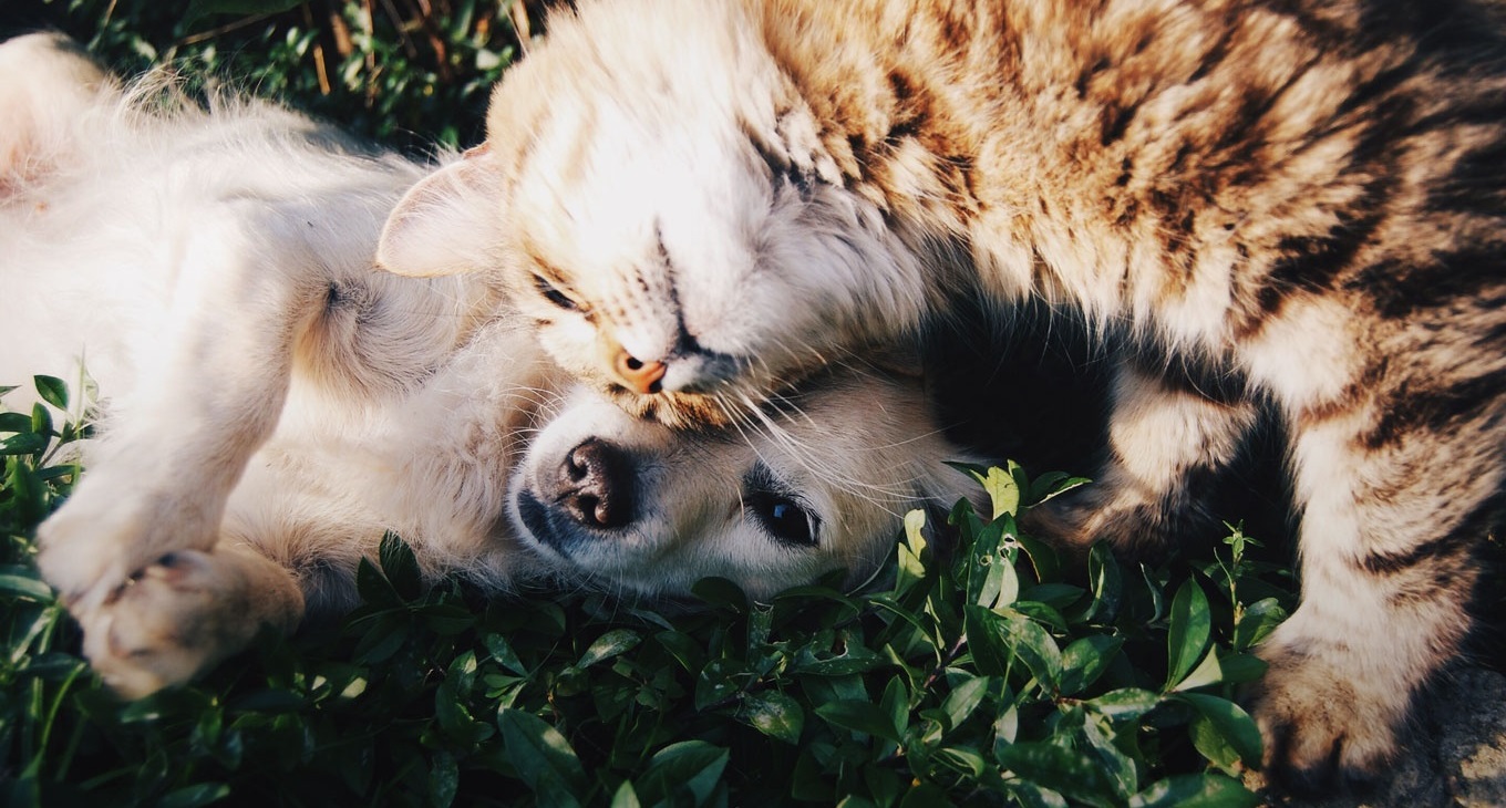Фотоконкурс «Вусато-хвостаті друзі»: даруємо сертифікат від клініки «Ветдопомога» та багато іншого