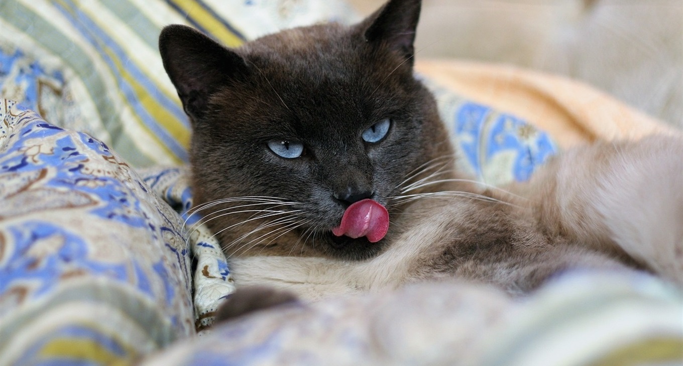 CatModel-2019: фотоконкурс на найгарнішого котика у Гадячі