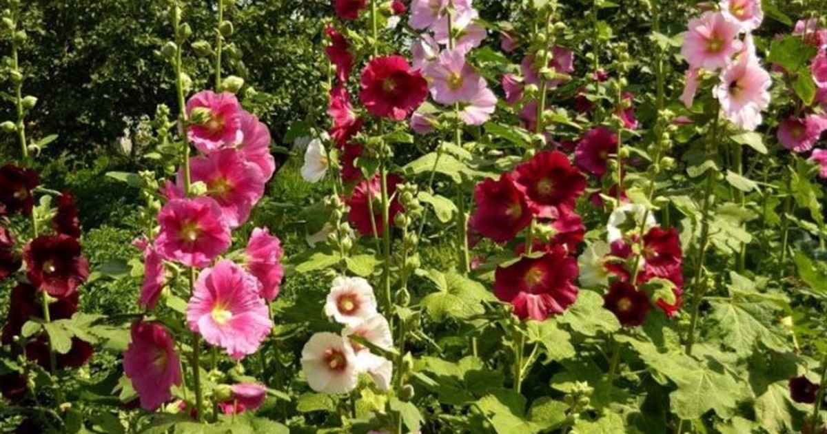 Жінки-лідерки, які вибудовують і розвивають Троїцьку громаду