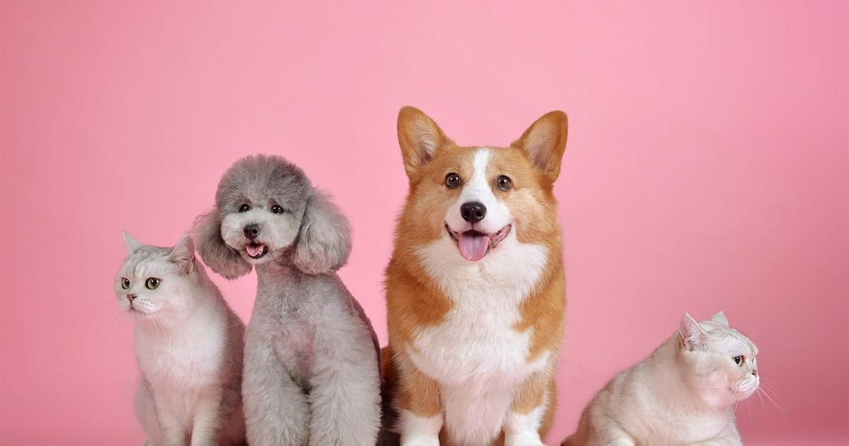 Фотоконкурс: "Кращий чотирилапий у ЖВ - 2024". Голосування завершене