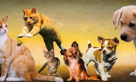 Фотоконкурс «Мій пухнастий улюбленець»: переможці отримають призи від спонсорів