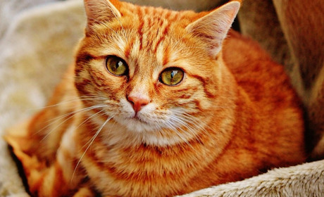 «Березневі котики»: фотоконкурс на найкращого пухнастика Калуша