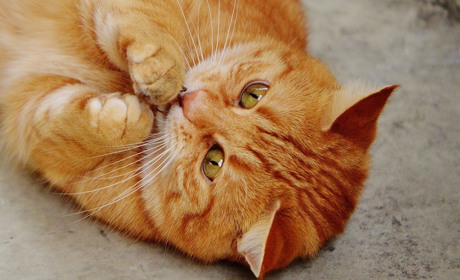 «Улюблена мордочка»: фотоконкурс на найкращих котиків Сватівщини