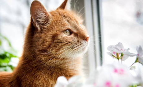 "Котоконкурс": самый мурняшный кот Торецка