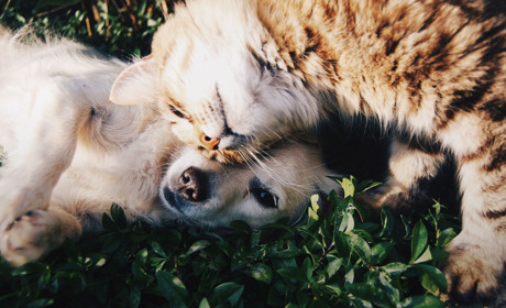 Фотоконкурс «Вусато-хвостаті друзі»: даруємо сертифікат від клініки «Ветдопомога» та багато іншого