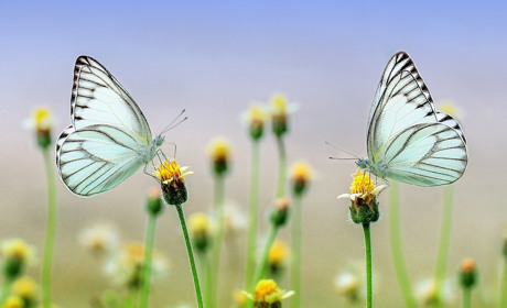 Моя весна-2021