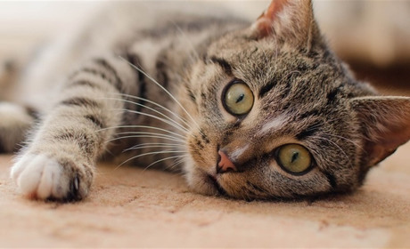 «Березневі коти»: фотоконкурс на найгарнішого пухнастика Старкона