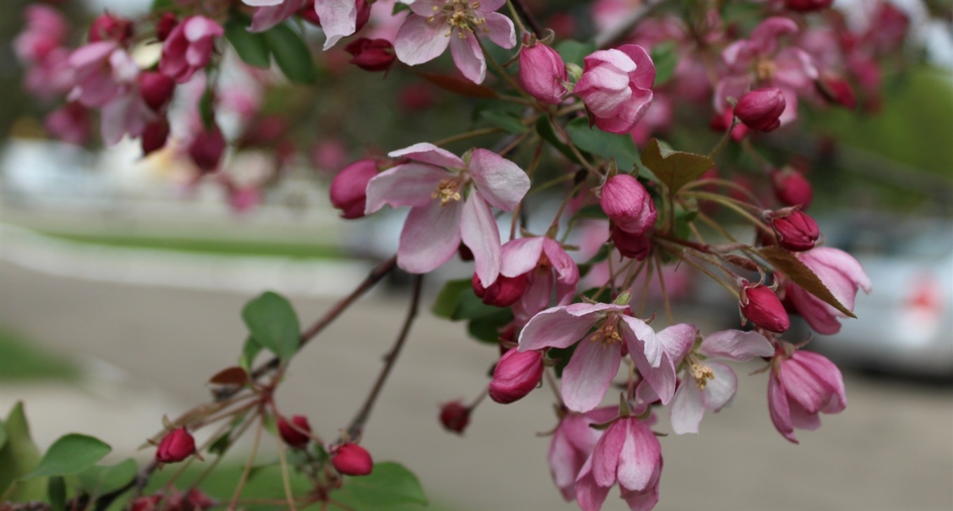 Подих весни в Троїцькому