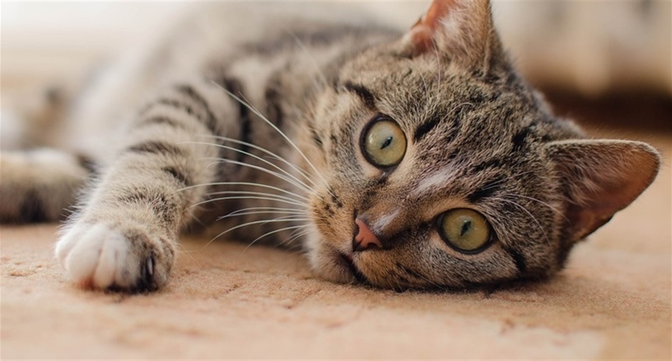 «Березневі коти»: фотоконкурс на найгарнішого пухнастика Старкона