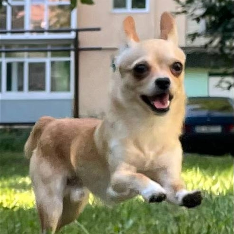 Наш улюбленець песик чіхуа-хуа - Вай маленький бешкетник