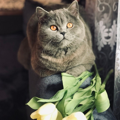 Тедді