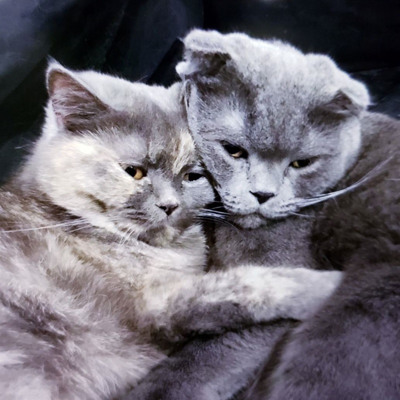 Котя і Ася