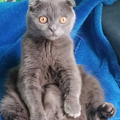 Це однорічний Льосик