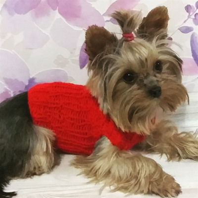 Лола, 1,5 року, м.Білопілля